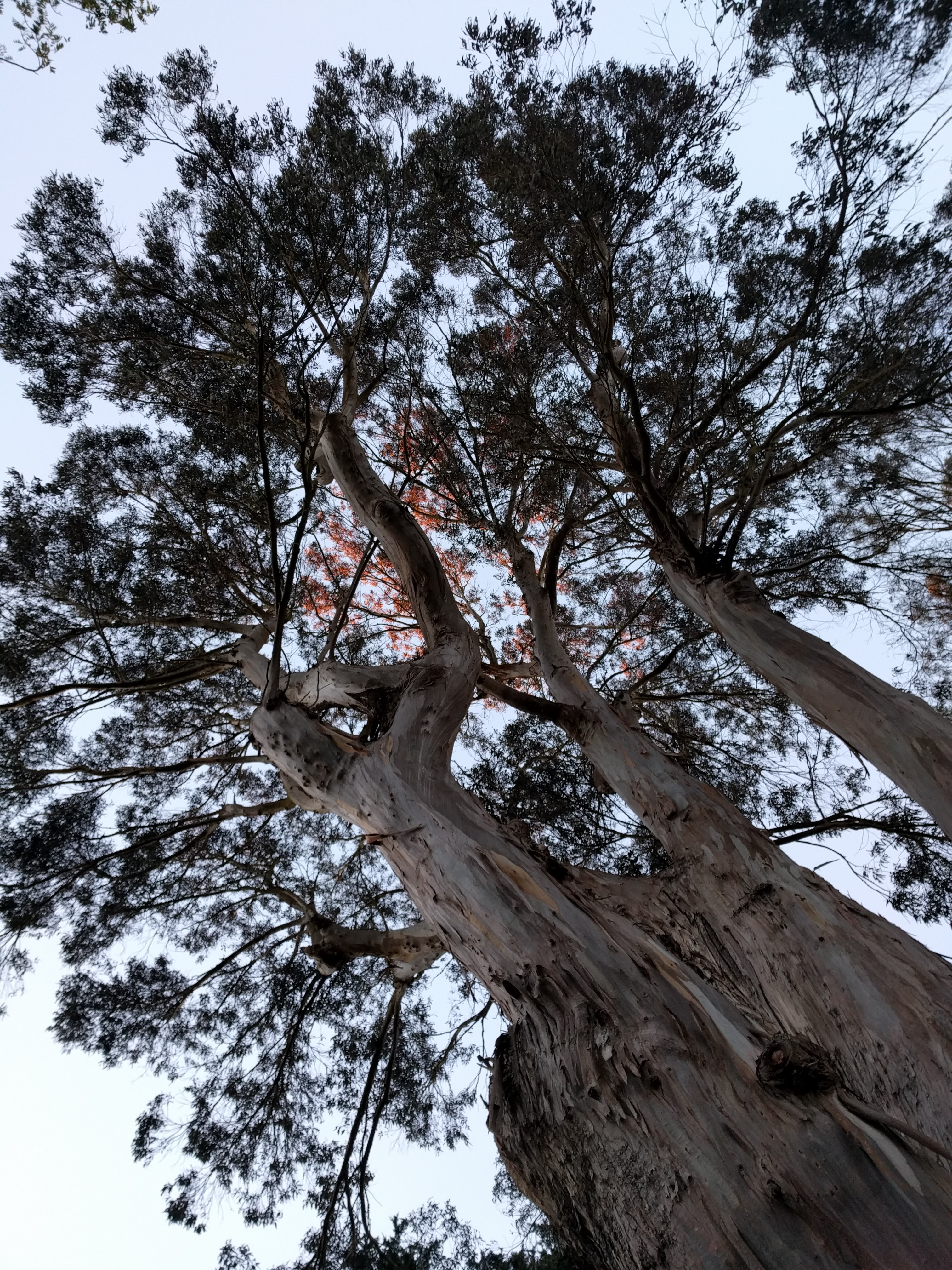 Happy Thanksgiving massive tree on the panhandle!