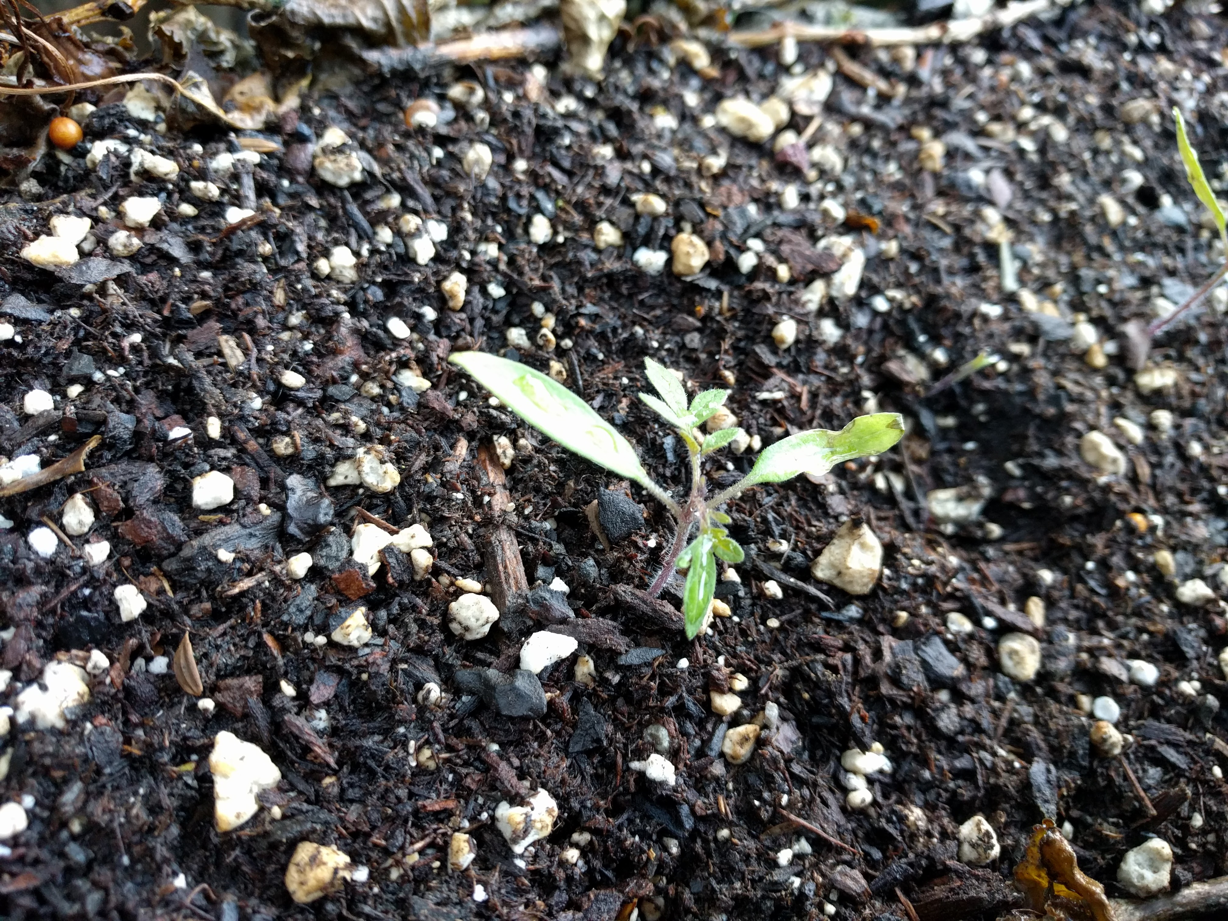 TOMATOES IN PROGRESS